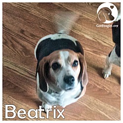 Thumbnail photo of Beatrix #1
