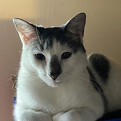 Photo of Spot