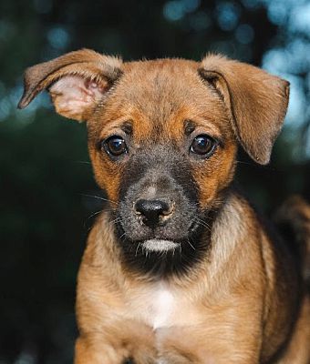 Pittsburgh, PA - Chihuahua/Dachshund. Meet Meridian a Pet for Adoption ...