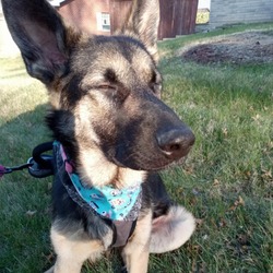 Photo of Evy GSD