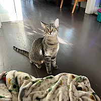 adopt a pet