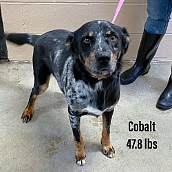Photo of Cobalt
