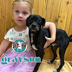 Thumbnail photo of Grayson Pug Face Loves cats and Kids #1