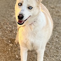 adopt a pet