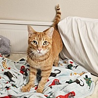 adopt a pet