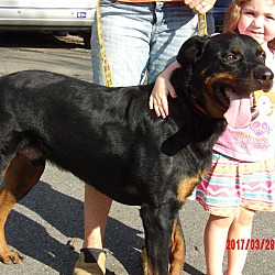 Thumbnail photo of Duke (95 lb) GREAT Family Pet #4