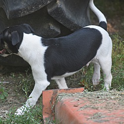 Thumbnail photo of Bozo~adopted! #2