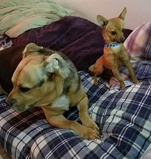 sentinel spectrum petsmart