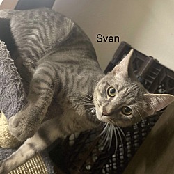 Photo of Sven