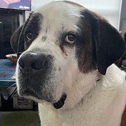 Photo of Cooper