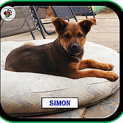 Thumbnail photo of Simon - Alvin & the Chipmunks #2