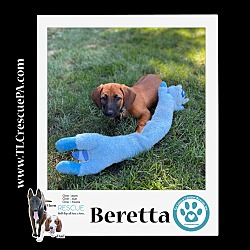Photo of Beretta (The Massetts) 091623
