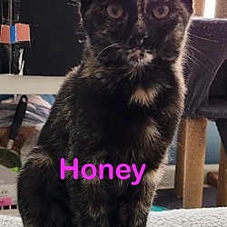 Photo of HONEY Kitty