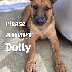 Photo of Dolly2