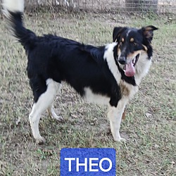 Thumbnail photo of THEO #3