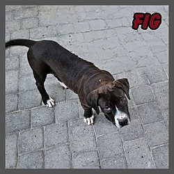 Thumbnail photo of Fig #1