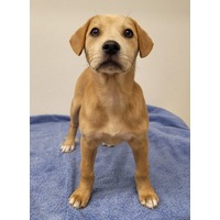 adopt-pet