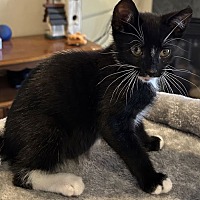 adopt a pet