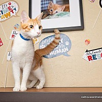 adopt a pet