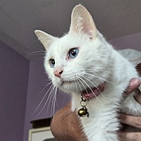 adopt-pet