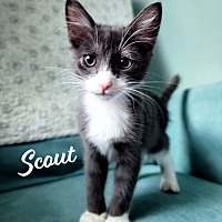 adopt a pet