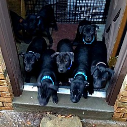 Thumbnail photo of 8 Lab Chessie puppies #1