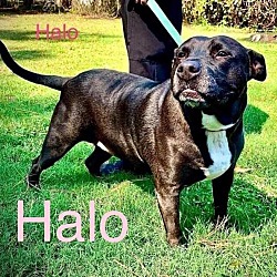 Thumbnail photo of HALO #1