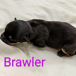 Thumbnail photo of Brawler #4