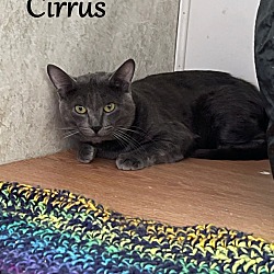 Photo of Cirrus