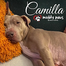 Thumbnail photo of Camilla #2