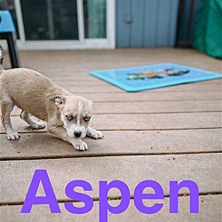 Thumbnail photo of Aspen #3
