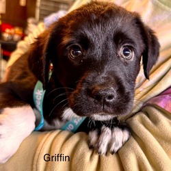 Thumbnail photo of Griffin #4