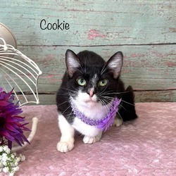 Thumbnail photo of Cookie #1