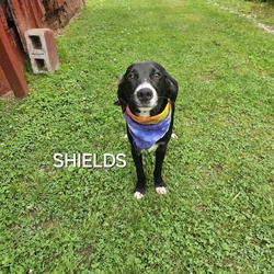 Thumbnail photo of Shields #4