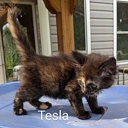 Thumbnail photo of Tesla #3