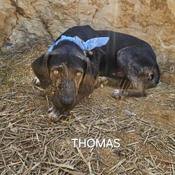 Thumbnail photo of Thomas #4