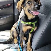 adopt a pet