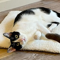 adopt a pet