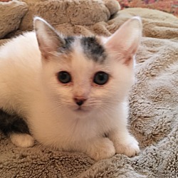 Thumbnail photo of Baby Female White Kitten #2