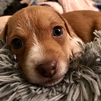 Photo of Frodo - Katrina Pup 3