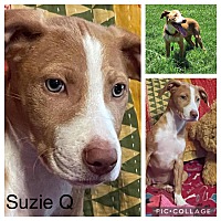 Photo of Suzie Q
