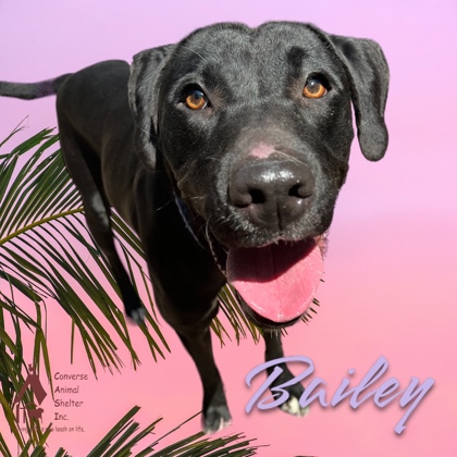 Photo of BAILEY (was CHARLOTTE)