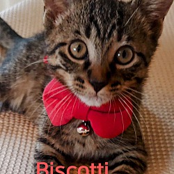 Photo of Biscotti - foster care, sweet