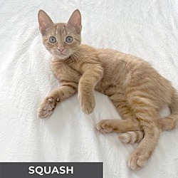 Thumbnail photo of Squash #4