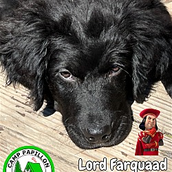 Photo of Lord Farquaad