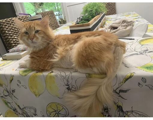 Louisville, KY - Domestic Longhair. Meet WALTER a Pet for Adoption ...