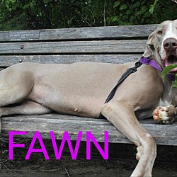 Thumbnail photo of Fawn #3