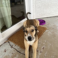 adopt a pet