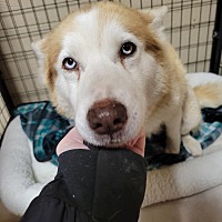 adopt a pet
