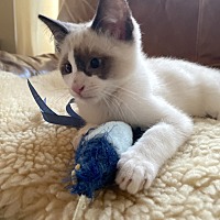 adopt a pet